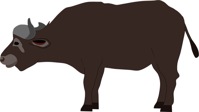 ค – ควาย buffalo