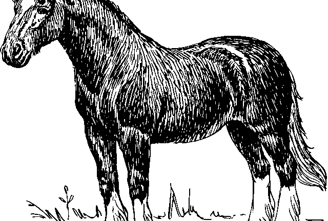 ม – ม้า horse