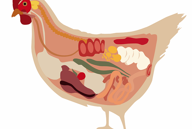 ก – ไก่ chicken