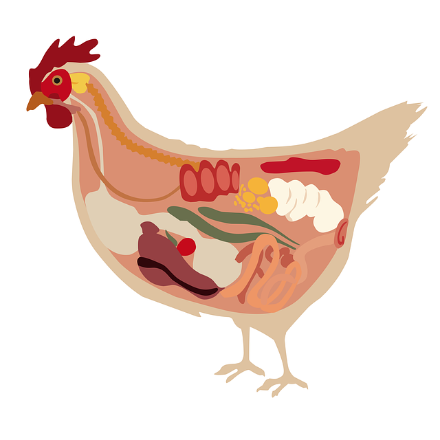 ก – ไก่ chicken